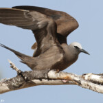 Noddi brun, Ile aux Cocos, Rodrigues