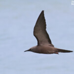 Noddi brun, Ile aux Cocos, Rodrigues