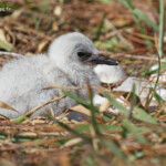 Poussin fraichement éclos de Noddi brun, Ile aux Cocos, Rodrigues