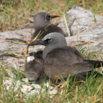 Noddi brun et son poussin, Ile aux Cocos, Rodrigues