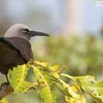 Noddi brun et son poussin, Ile aux Cocos, Rodrigues