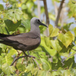 Noddi brun et son poussin, Ile aux Cocos, Rodrigues
