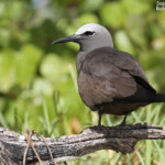 Noddi brun et son poussin, Ile aux Cocos, Rodrigues