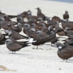 Sterne fuligineuse au milieu de noddis bruns, Ile aux Cocos, Rodrigues