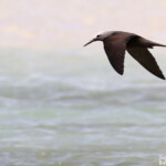 Noddi marianne, Ile aux Cocos, Rodrigues