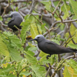 Noddi marianne, Ile aux Cocos, Rodrigues