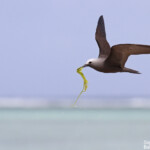 Noddi marianne, à la pêche aux algues ! Ile aux Cocos, Rodrigues