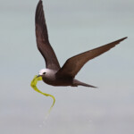 Noddi marianne, à la pêche aux algues ! Ile aux Cocos, Rodrigues