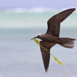 Noddi marianne, à la pêche aux algues ! Ile aux Cocos, Rodrigues