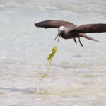 Noddi marianne, à la pêche aux algues ! Ile aux Cocos, Rodrigues