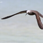 Noddi marianne, à la pêche aux algues ! Ile aux Cocos, Rodrigues