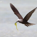 Noddi marianne, à la pêche aux algues ! Ile aux Cocos, Rodrigues
