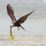 Noddi marianne, à la pêche aux algues ! Ile aux Cocos, Rodrigues