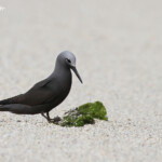 Noddi marianne, Ile aux Cocos, Rodrigues