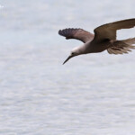 Noddi marianne, à la pêche aux algues ! Ile aux Cocos, Rodrigues