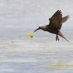 Noddi marianne, à la pêche aux algues ! Ile aux Cocos, Rodrigues