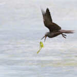 Noddi marianne, à la pêche aux algues ! Ile aux Cocos, Rodrigues