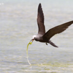Noddi marianne, à la pêche aux algues ! Ile aux Cocos, Rodrigues