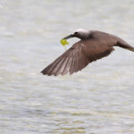 Noddi marianne, à la pêche aux algues ! Ile aux Cocos, Rodrigues