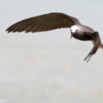 Noddi marianne, à la pêche aux algues ! Ile aux Cocos, Rodrigues