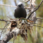 Noddi marianne sur son nid, Ile aux Cocos, Rodrigues
