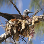 Noddi marianne sur son nid, Ile aux Cocos, Rodrigues