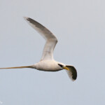 Phaéton à bec jaune, Cascade Victoire