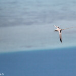 Phaéton à bec jaune, Cascade Victoire