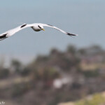 Phaéton à bec jaune, Cascade Victoire