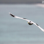Phaéton à bec jaune, Cascade Victoire
