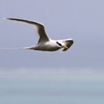 Phaéton à bec jaune, Cascade Victoire
