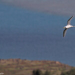 Phaéton à bec jaune, Cascade Victoire