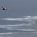 Phaéton à bec jaune, Cascade Victoire