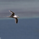 Phaéton à bec jaune, Cascade Victoire