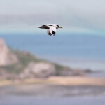 Phaéton à bec jaune, Cascade Victoire