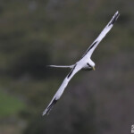 Phaéton à bec jaune, Cascade Victoire