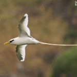 Phaéton à bec jaune, Cascade Victoire