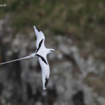 Phaéton à bec jaune, Cascade Victoire