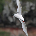 Phaéton à brins rouges, Cascade Victoire