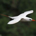Phaéton à brins rouges, Cascade Victoire