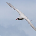Phaéton à brins rouges, Cascade Victoire