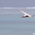 Phaéton à brins rouges, Cascade Victoire