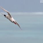 Phaéton à brins rouges, Cascade Victoire