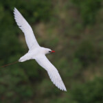 Phaéton à brins rouges, Cascade Victoire