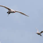 Phaéton à brins rouges, Cascade Victoire