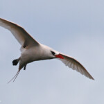 Phaéton à brins rouges, Cascade Victoire