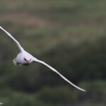 Phaéton à brins rouges, Cascade Victoire