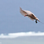 Phaéton à brins rouges, Cascade Victoire