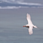 Phaéton à brins rouges, Cascade Victoire
