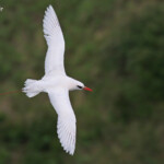 Phaéton à brins rouges, Cascade Victoire
